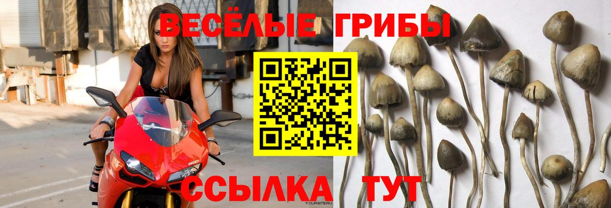 Псилоцибиновые грибы прущие грибы Железноводск